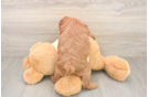 Mini Goldendoodle Pup Being Cute