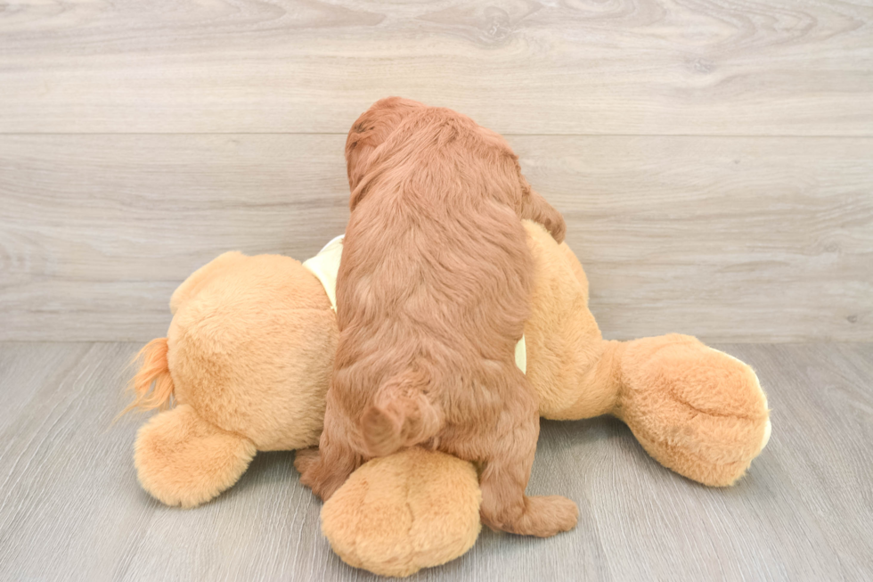 Mini Goldendoodle Pup Being Cute