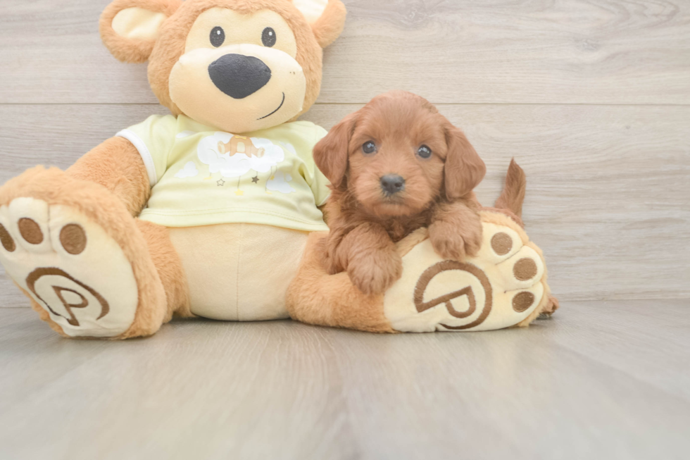 Best Mini Goldendoodle Baby