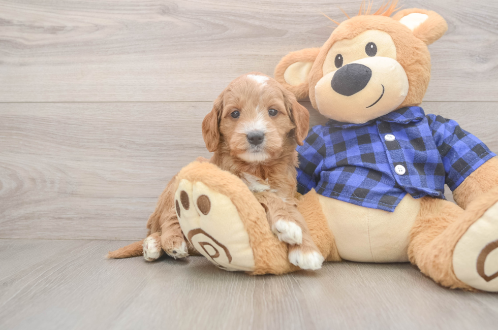 5 week old Mini Goldendoodle Puppy For Sale - Premier Pups