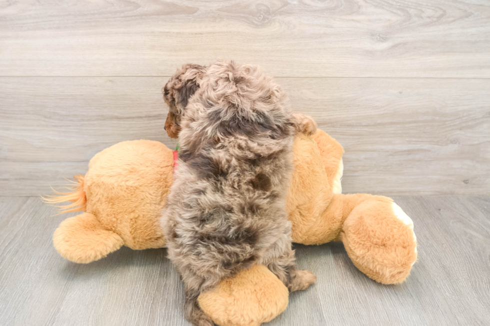 Smart Mini Goldendoodle Poodle Mix Pup