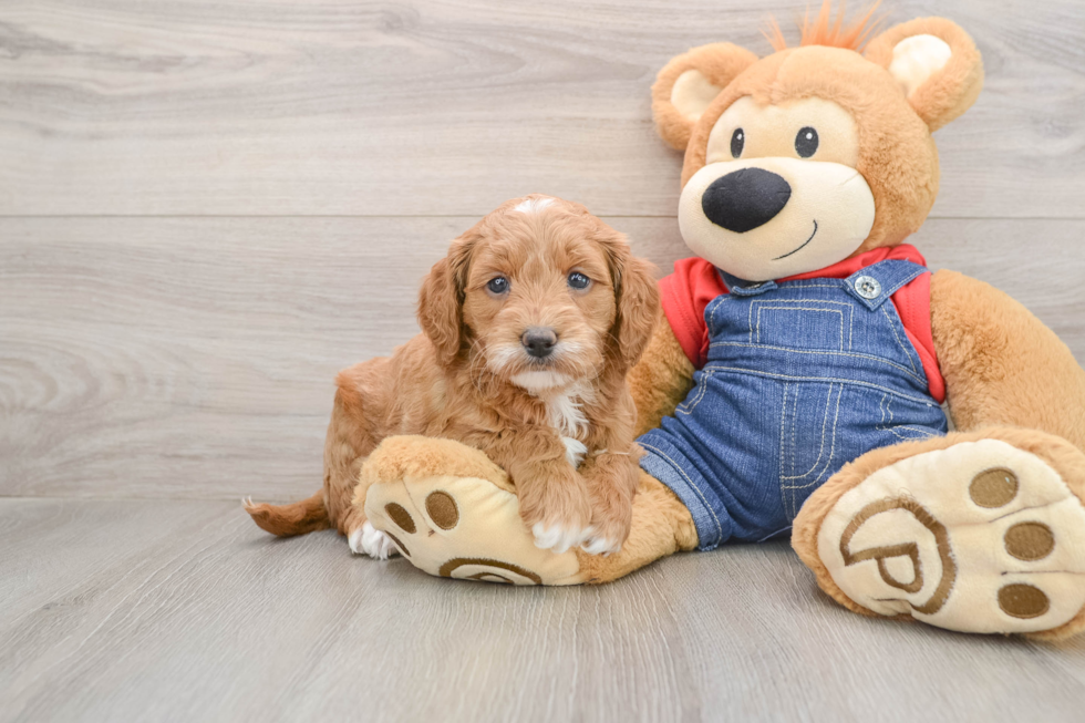 Energetic Golden Doodle Poodle Mix Puppy
