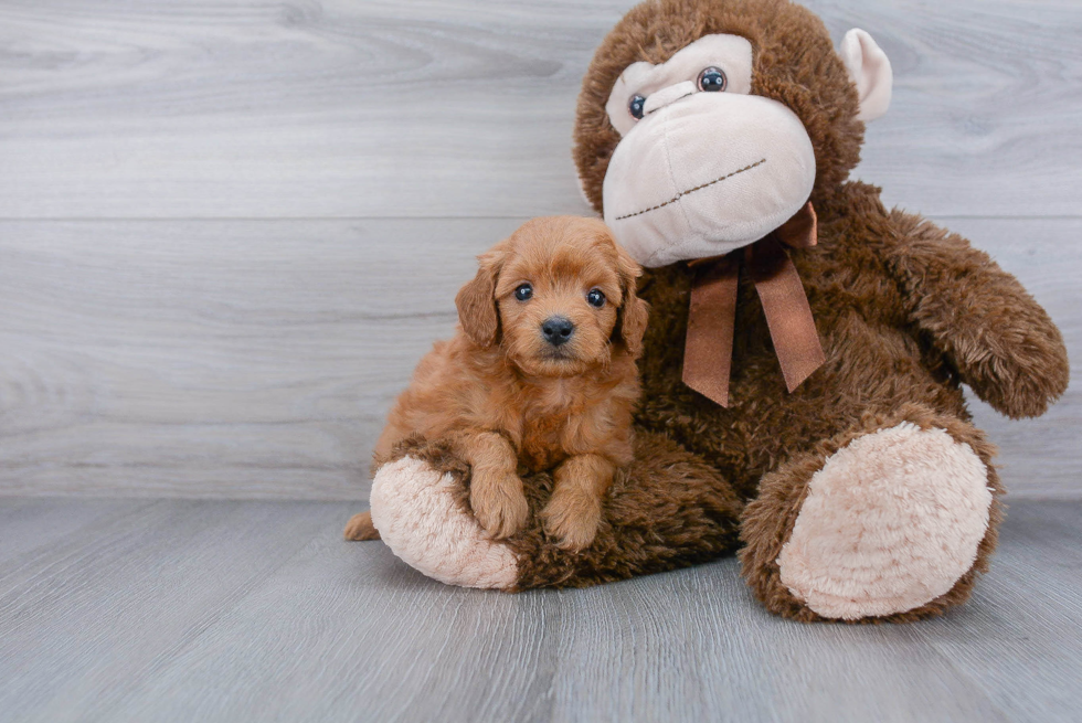 Energetic Golden Retriever Poodle Mix Puppy