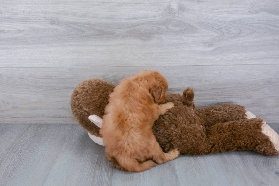 Happy Mini Goldendoodle Baby