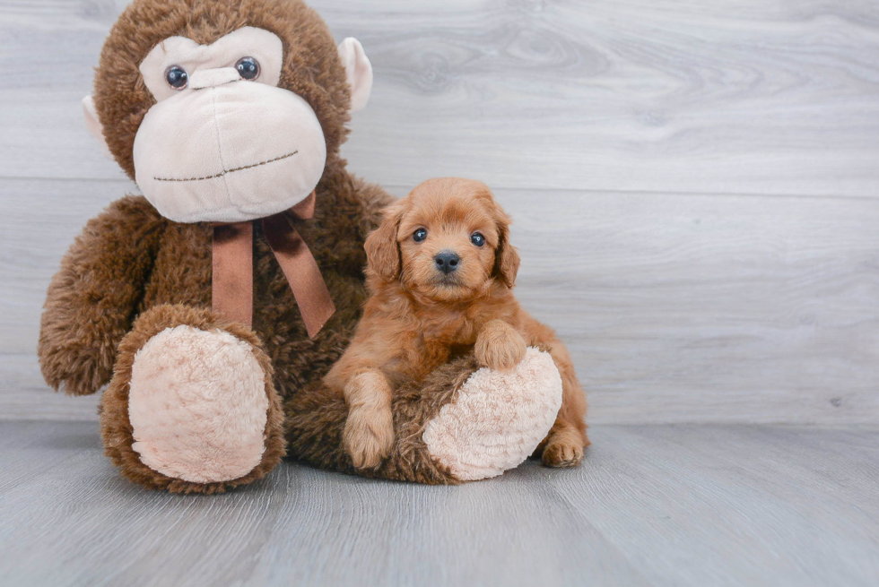 Energetic Golden Retriever Poodle Mix Puppy