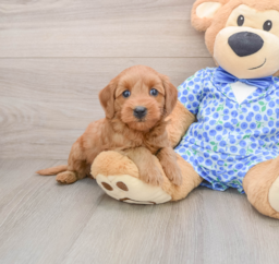 7 week old Mini Goldendoodle Puppy For Sale - Premier Pups