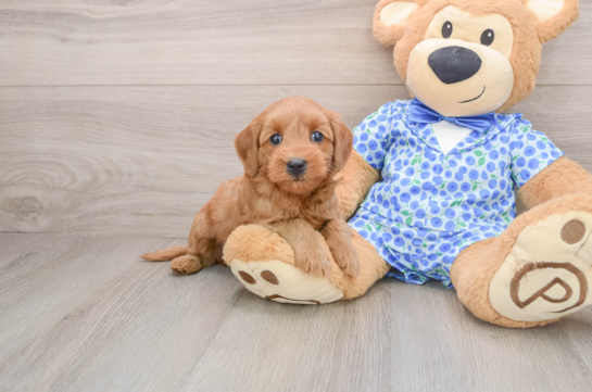 Hypoallergenic Mini Goldiepoo Poodle Mix Puppy
