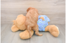 Mini Goldendoodle Pup Being Cute