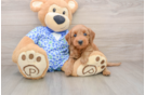 Best Mini Goldendoodle Baby