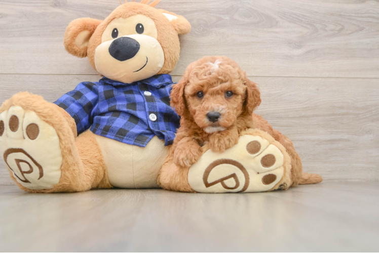 Best Mini Goldendoodle Baby