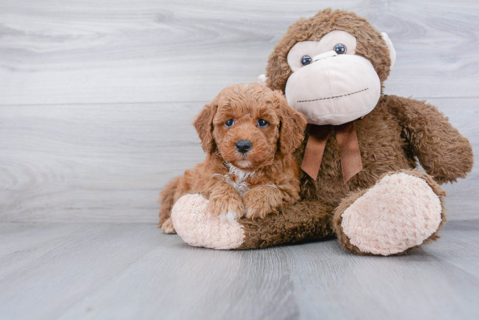 Friendly Mini Goldendoodle Baby