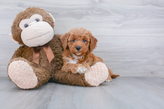 Mini Goldendoodle Puppy for Adoption