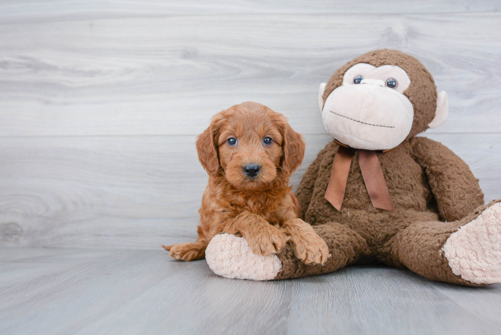 Friendly Mini Goldendoodle Baby