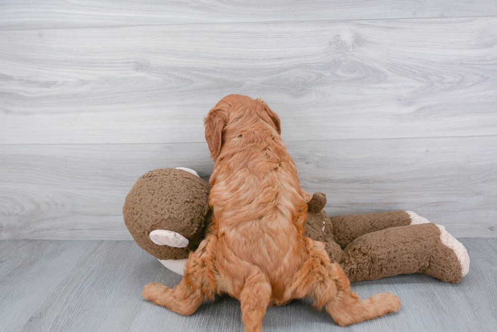 Small Mini Goldendoodle Baby