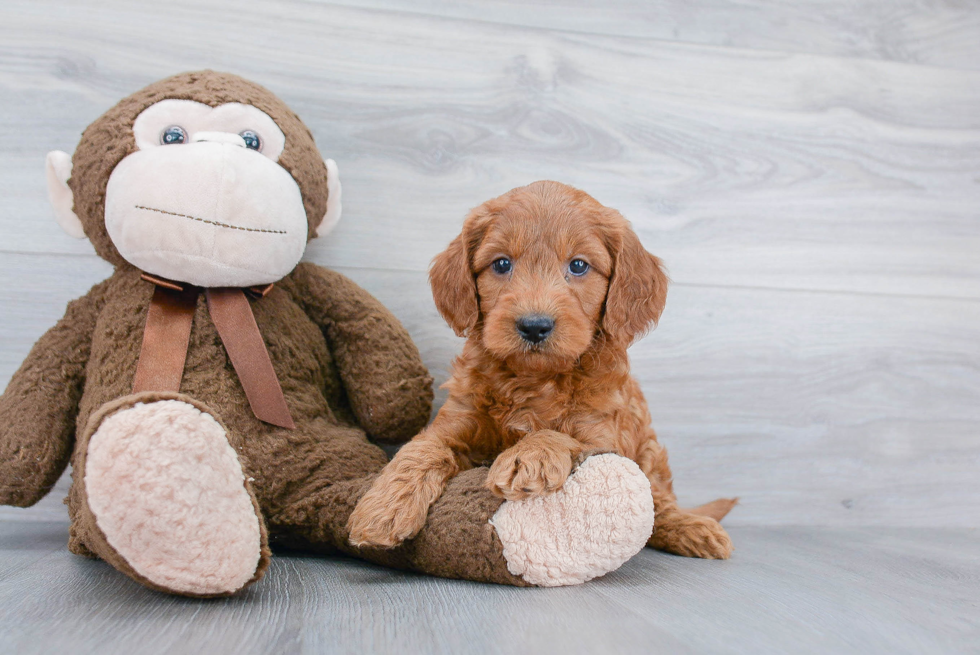 Happy Mini Goldendoodle Baby