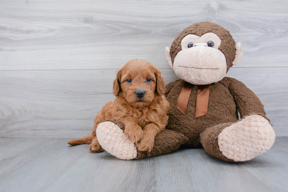 Adorable Golden Retriever Poodle Mix Puppy