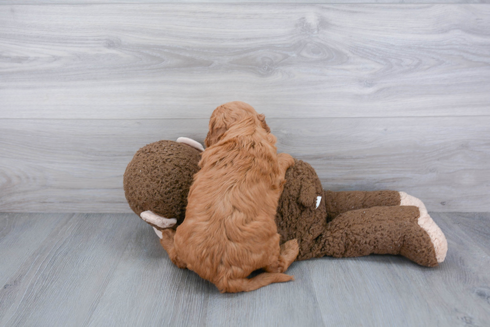 Smart Mini Goldendoodle Poodle Mix Pup