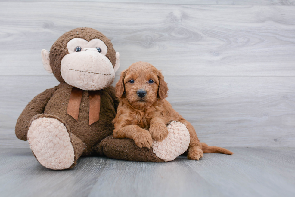 Best Mini Goldendoodle Baby