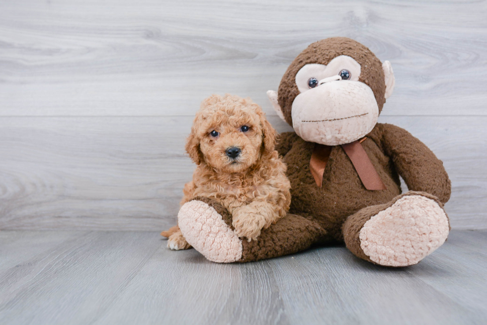 Playful Golden Retriever Poodle Mix Puppy