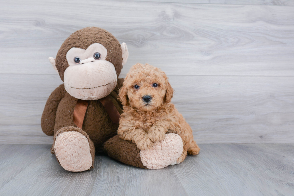 Popular Mini Goldendoodle Poodle Mix Pup