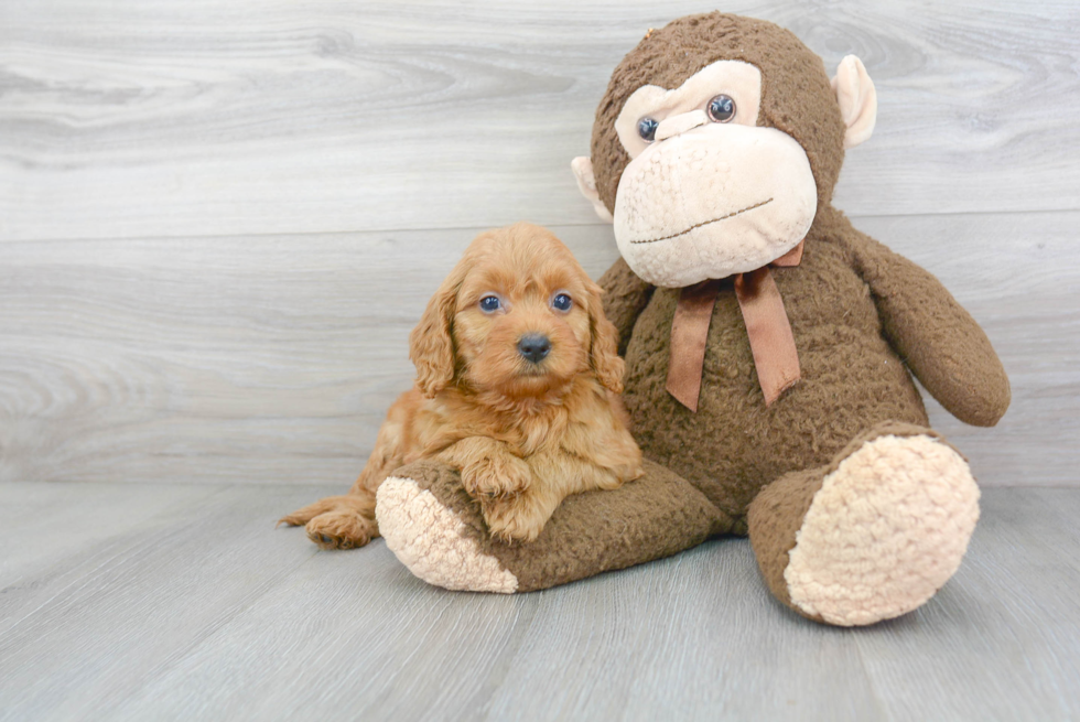 Mini Goldendoodle Puppy for Adoption