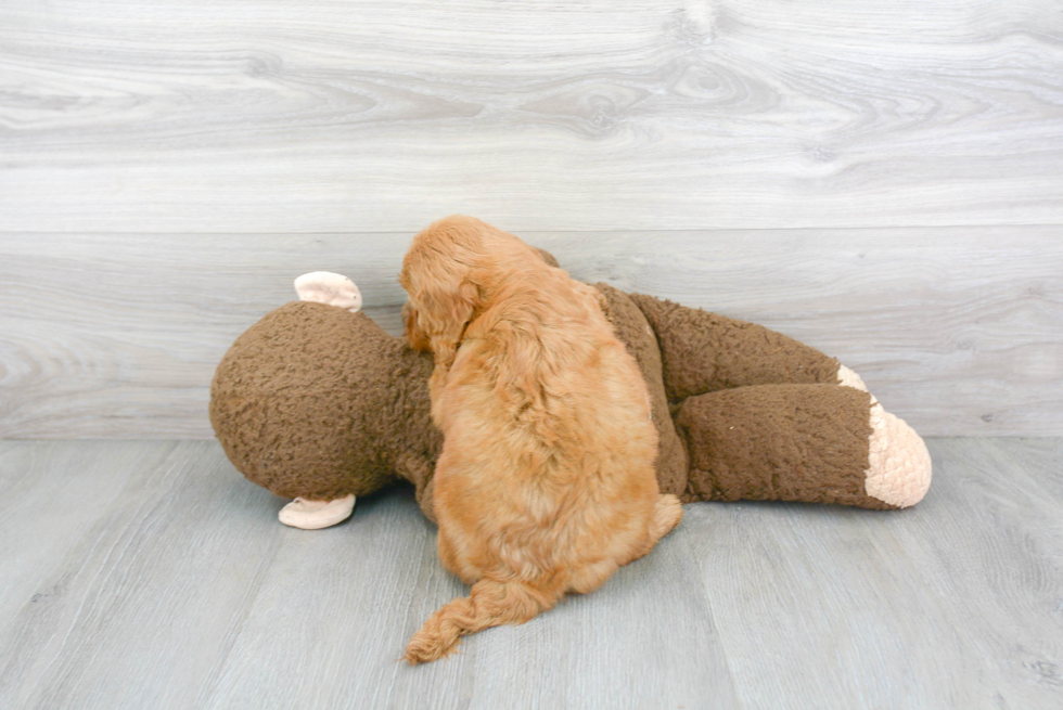 Mini Goldendoodle Pup Being Cute