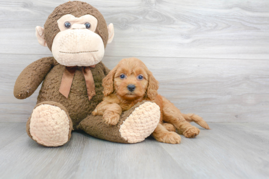 Best Mini Goldendoodle Baby