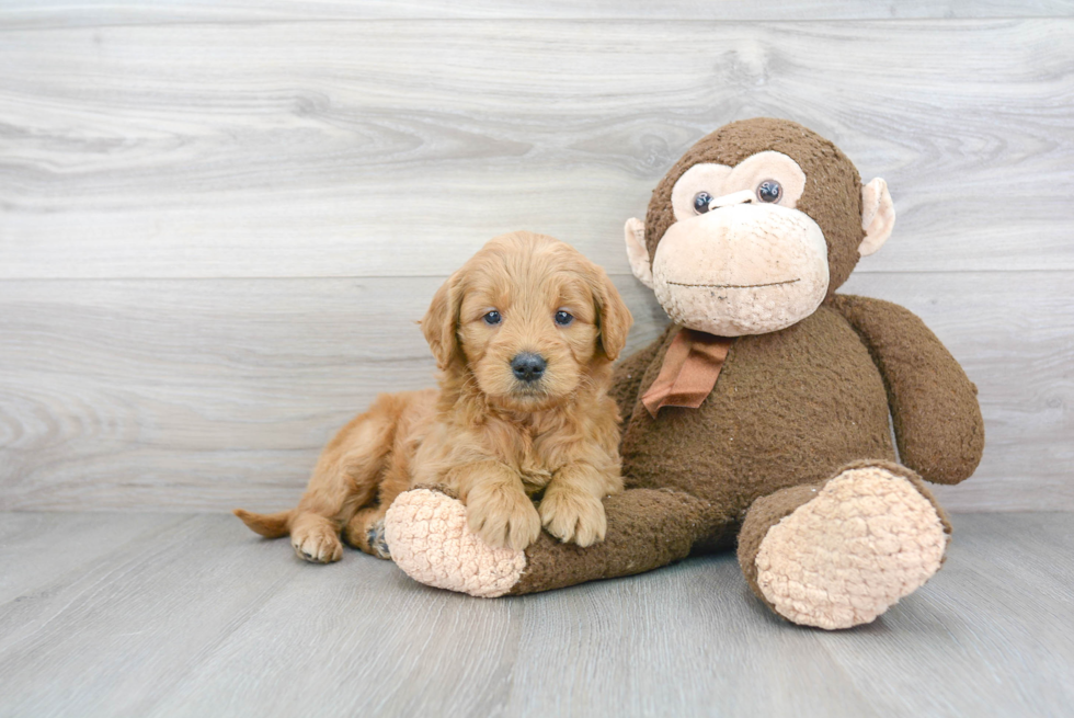 Little Golden Retriever Poodle Mix Puppy