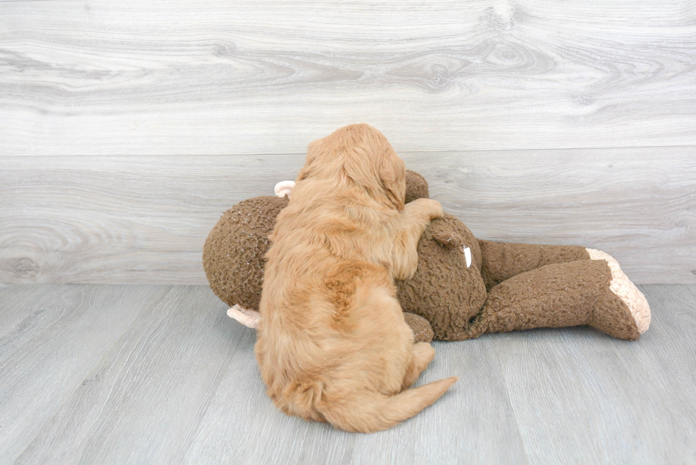 Mini Goldendoodle Puppy for Adoption