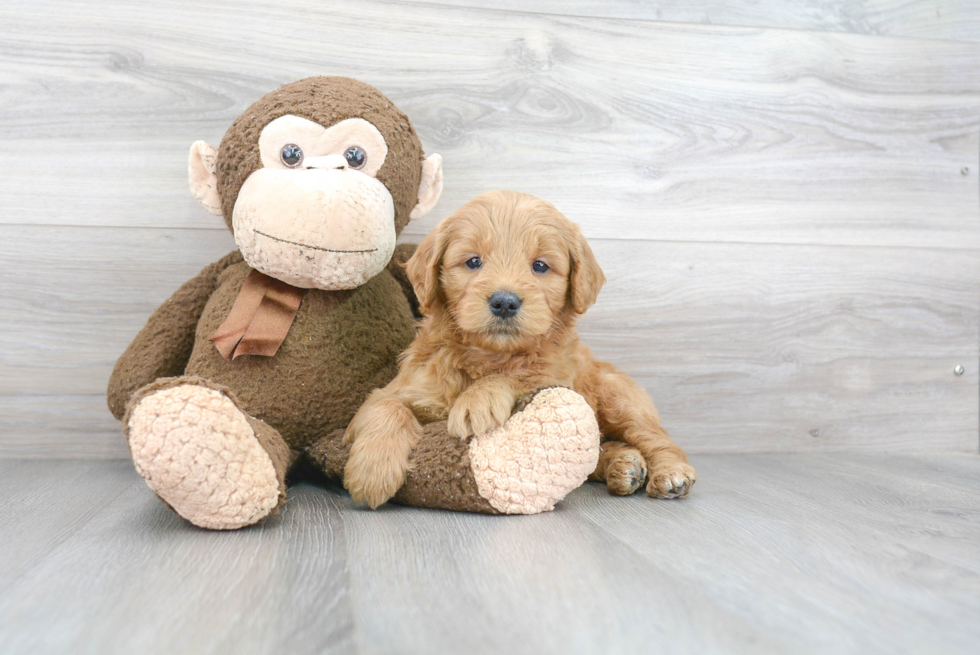 Mini Goldendoodle Puppy for Adoption