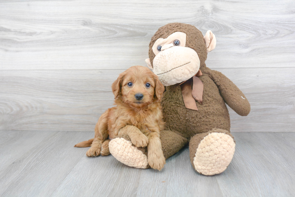 Mini Goldendoodle Puppy for Adoption