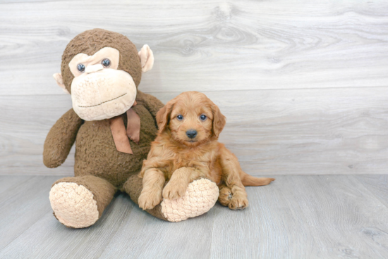 Sweet Mini Goldendoodle Baby