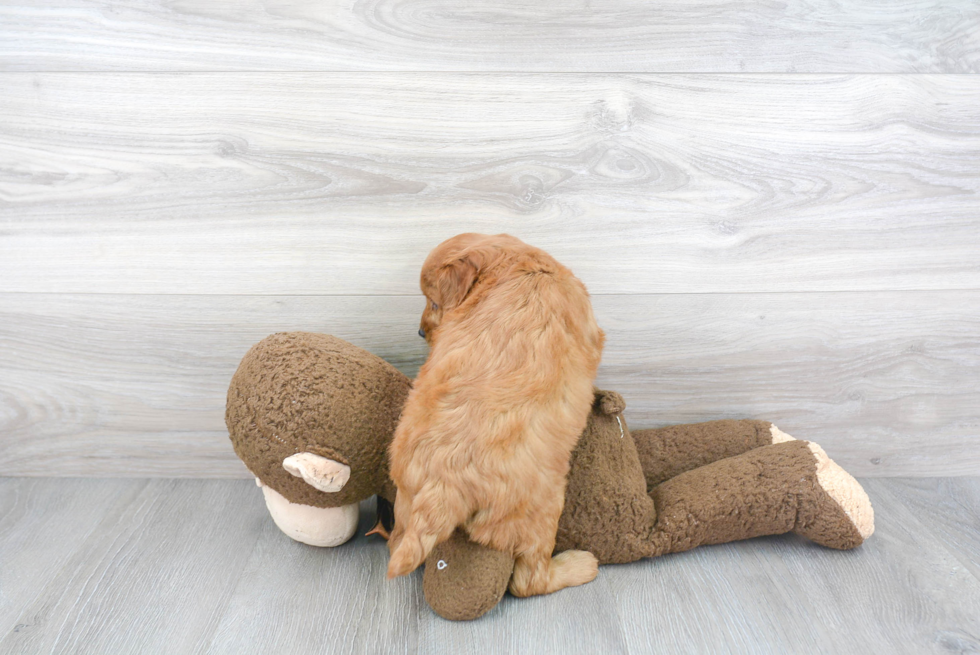 Popular Mini Goldendoodle Poodle Mix Pup