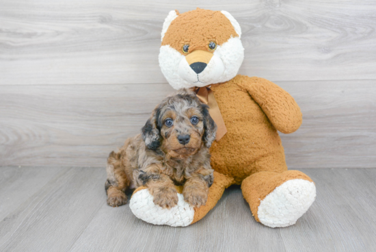 Best Mini Goldendoodle Baby