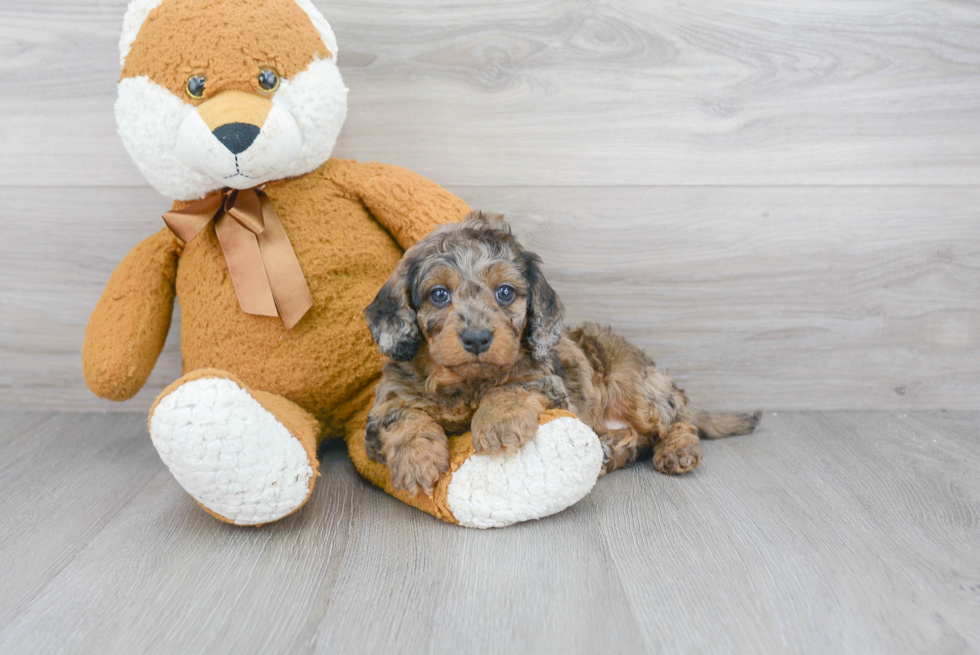 Energetic Golden Retriever Poodle Mix Puppy