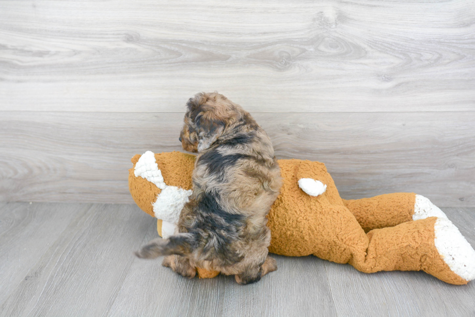 Mini Goldendoodle Puppy for Adoption