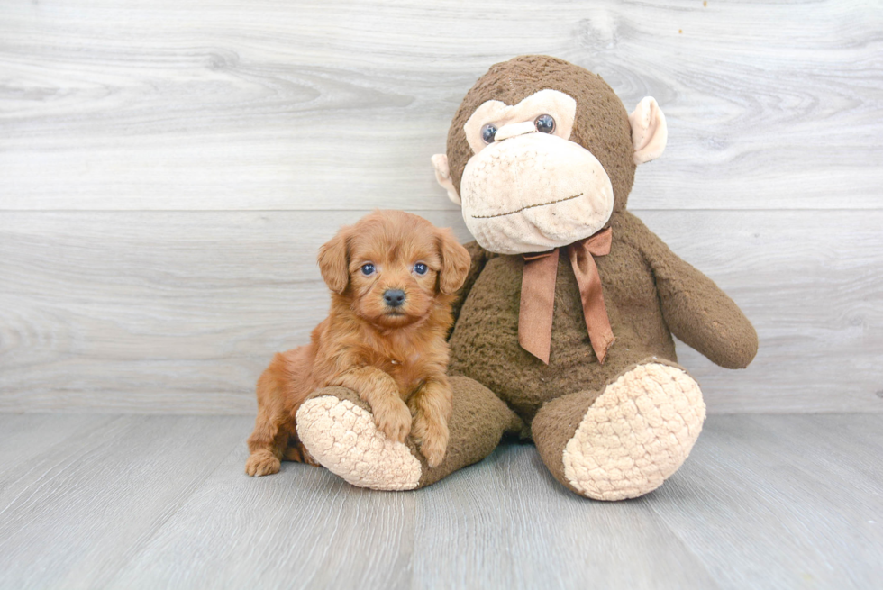 Sweet Mini Goldendoodle Baby