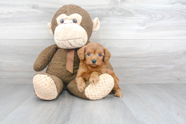 Small Mini Goldendoodle Baby