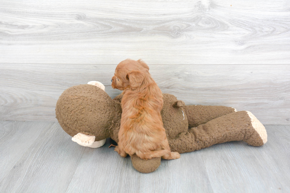 Popular Mini Goldendoodle Poodle Mix Pup