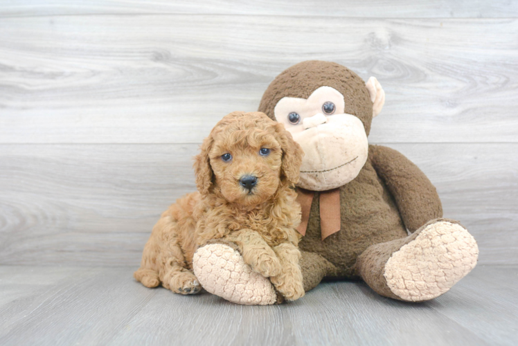 Funny Mini Goldendoodle Poodle Mix Pup