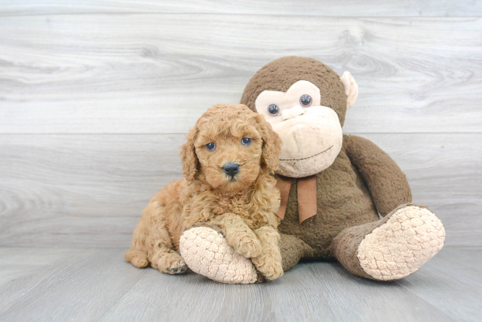 Funny Mini Goldendoodle Poodle Mix Pup