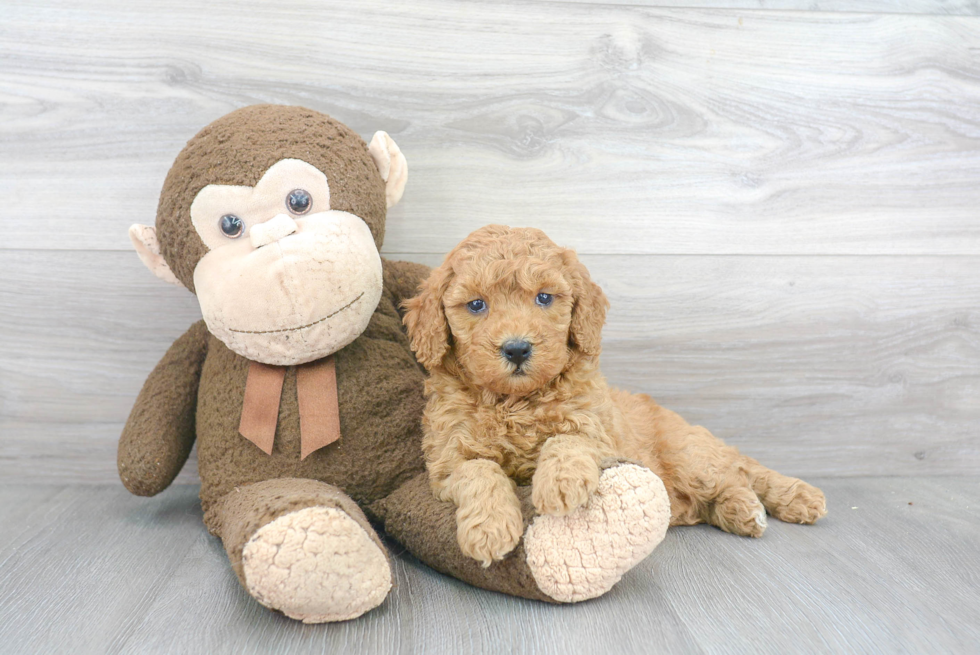 Adorable Golden Retriever Poodle Mix Puppy