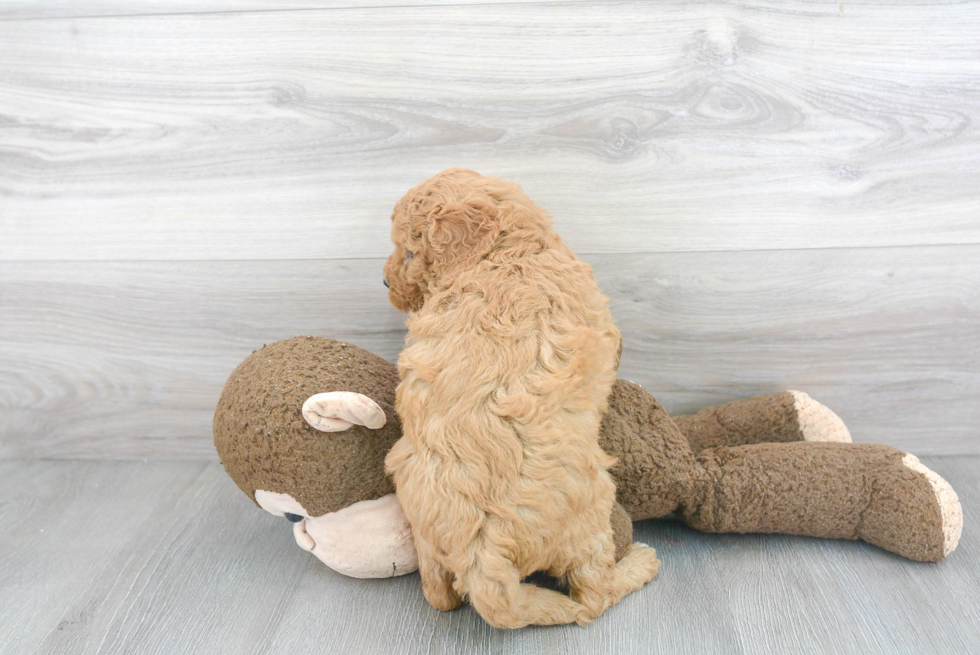 Energetic Golden Retriever Poodle Mix Puppy