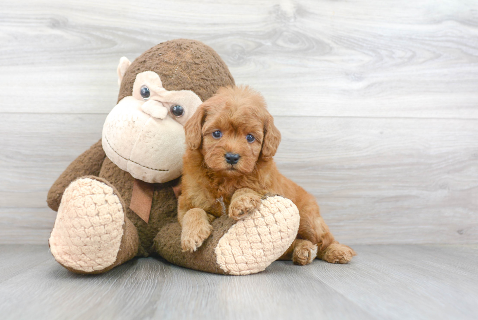 Sweet Mini Goldendoodle Baby