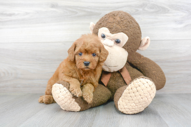 Best Mini Goldendoodle Baby