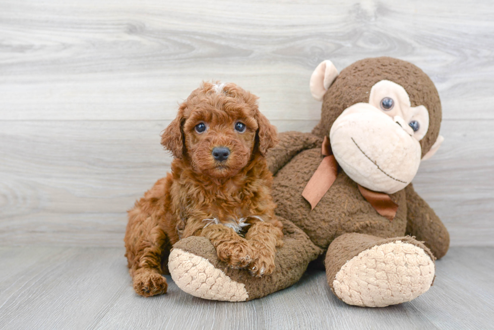 Best Mini Goldendoodle Baby