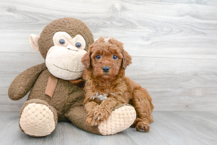 Mini Goldendoodle Puppy for Adoption