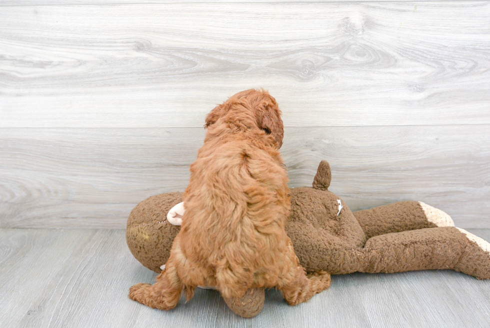 Small Mini Goldendoodle Baby