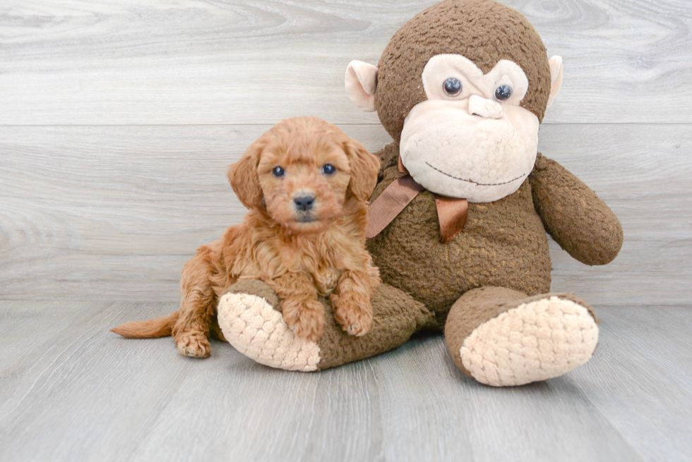 Fluffy Mini Goldendoodle Poodle Mix Pup