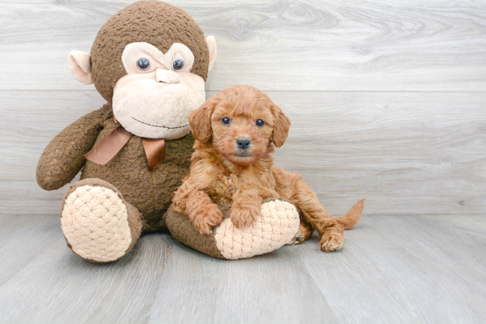 Hypoallergenic Golden Retriever Poodle Mix Puppy